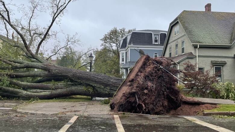 Tree down from Fiona.