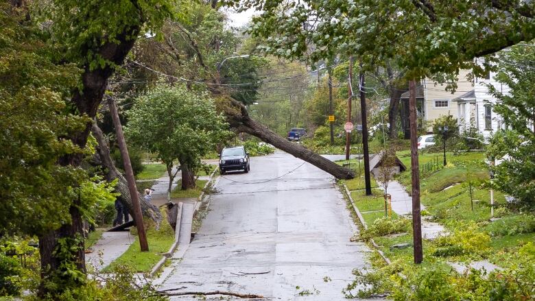 Trees and branches are strewn across a residential road following a major storm.