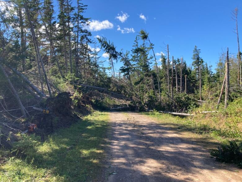 fallen trees block a dirt road