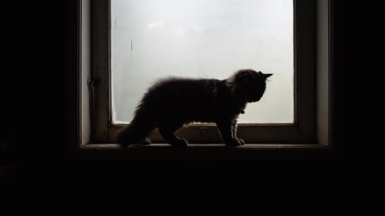 The silhouette of a small cat is seen as it stands in a windowsill.