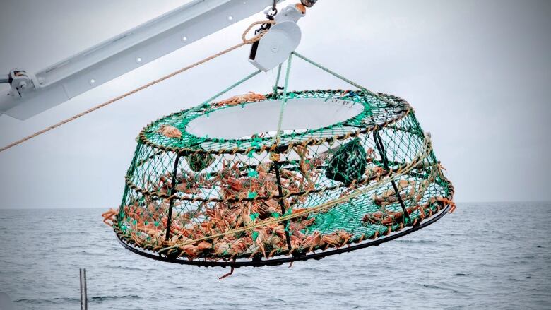 A fishing net full of snow crabs getting pulled up from a boat on the ocean.