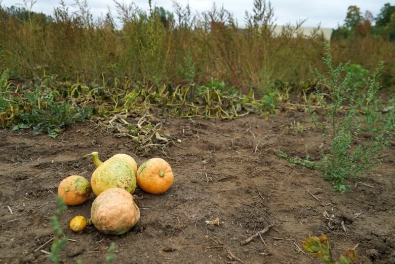 Several squash sit in a field.