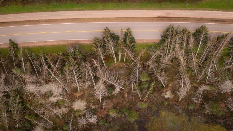 Trees blown down.