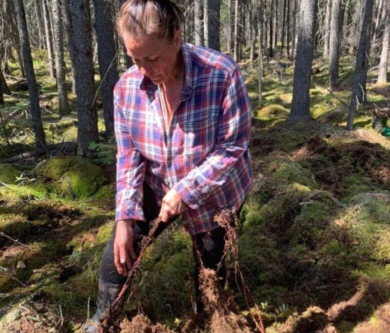 Pelletier pulls up a root stretching more than six metres in length from the bed of sphaghnum moss.