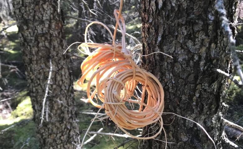 The spruce roots, collected and cleaned by Anishinaabe basket maker Helen Pelletier, hangs from a tree.