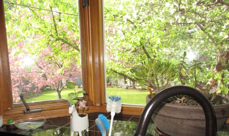 Fruit trees bloom in a green backyard, as seen through a kitchen window.