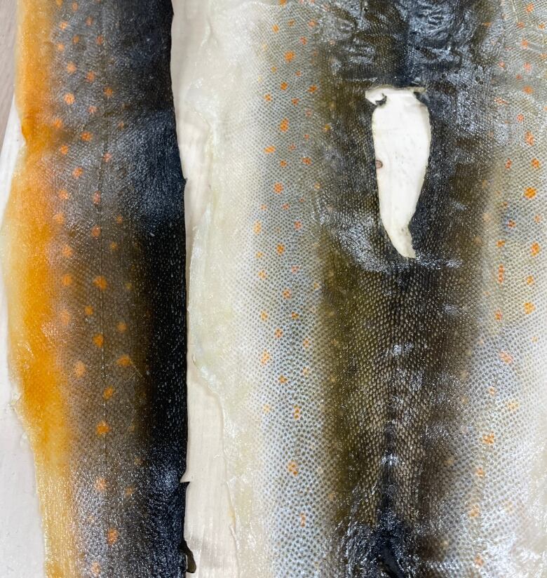 Two silver fish skins, streaked and spotted with bright orange.