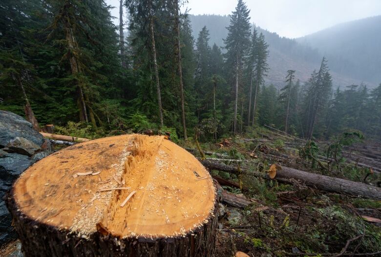 A stump is seen overlooking a forest with dozens of other cut trees.