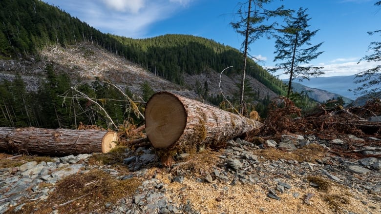 Sawdust litters the ground in a forest near some logs.