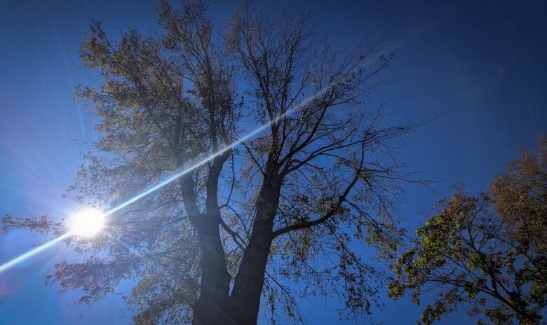 One of the damaged trees in Rochford Square in downtown Charlottetown being assessed by participants in the urban forestry conference. 