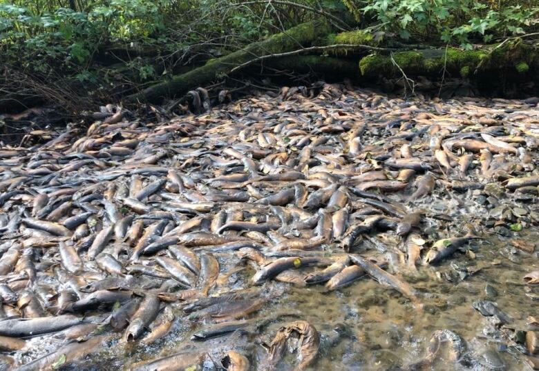 A pile of dead fish sits in a dried up creek.