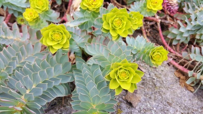 A plant with small yellow flowers and rows of leaves.