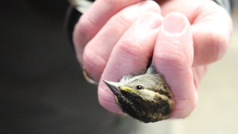 A human hand holding a small bird. Its head is poking out through the fingers.