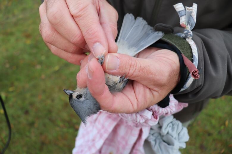 A human hand holding a small bird. Its head is poking out through the fingers.