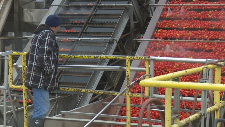 A worker tends to tomatoes being processed at the Higbury Canco processing plant in Leamington.