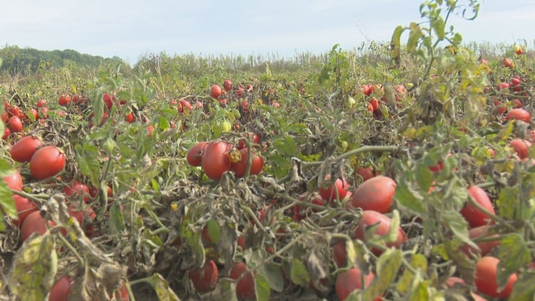 A ripe crop of roma tomatoes used for ketchup, paste and pasta sauce sits in a field in Leamington about to the harvested.