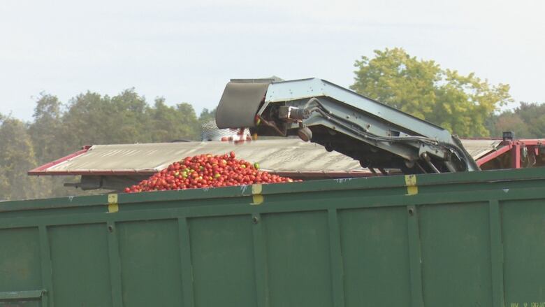 A tomato harvester loads tomatoes into a wagon on a farm in Leamington.