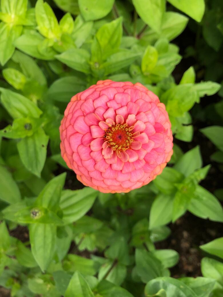 A pretty pink flower is surrounded by green foliage.