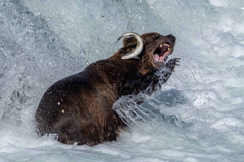 A bear flails in the water after a salmon.