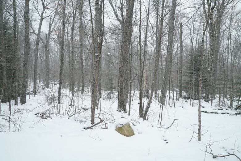 A snowy forest with a bunch of trees.