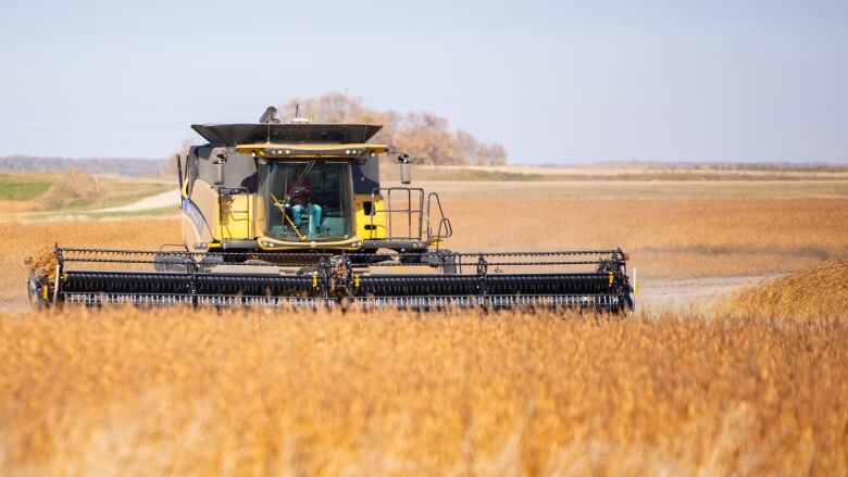 A combine drives through a field of wheat.