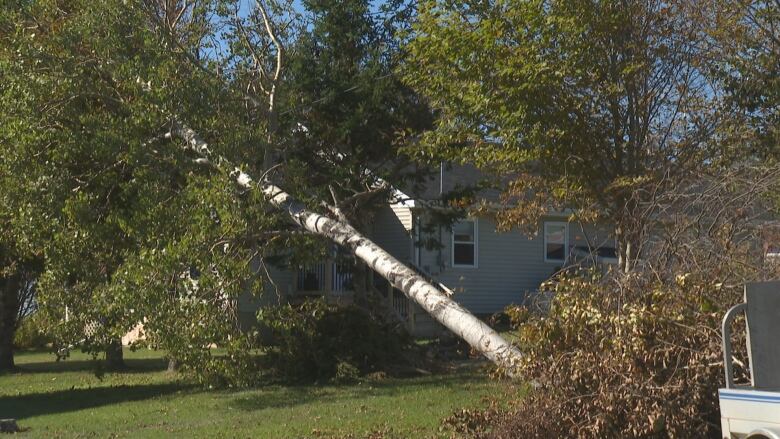 Tree down on house.