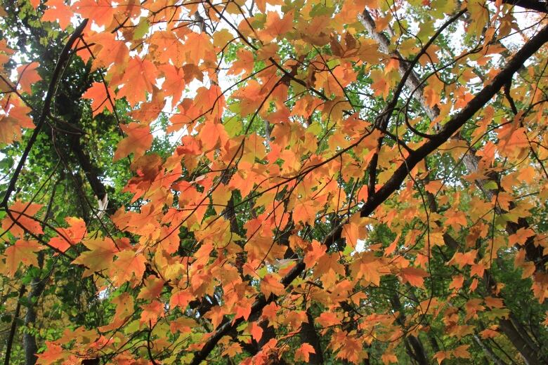 A tree with rust colour leaves