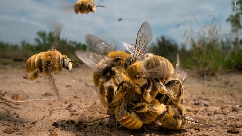 An extreme close-up of a swarm of yellow, fuzzy bees forming a ball. A couple of bees linger just outside the mass. Dirt and grass are visible in the background.