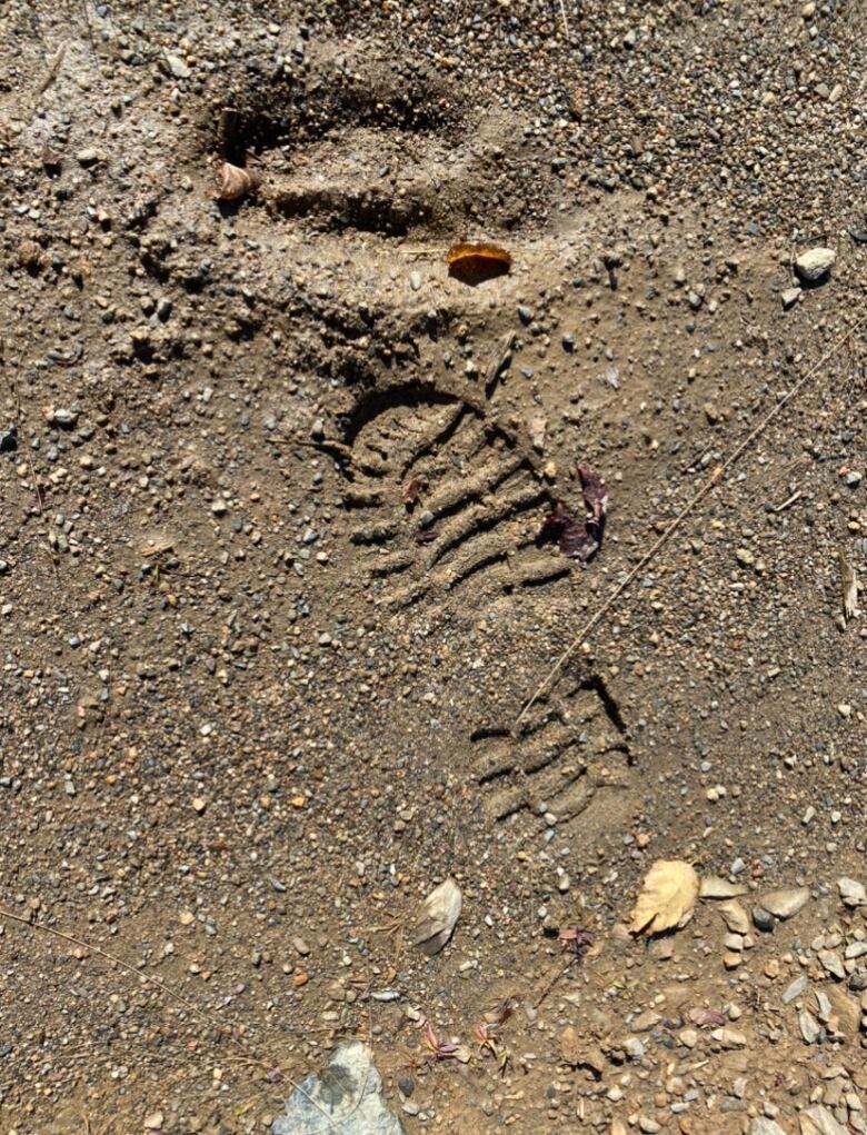 A large boot print is shown next to a moose track, which is even bigger.