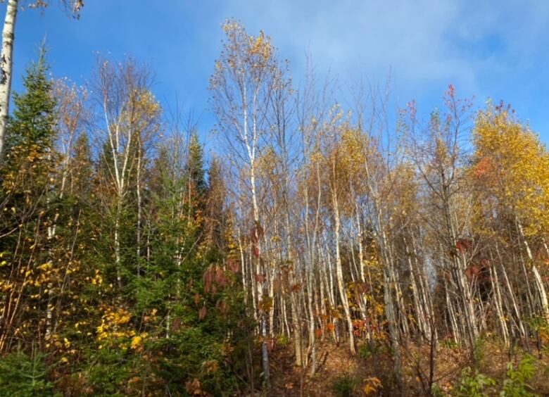 Trees with yellow and red leaves beneath a blue sky.