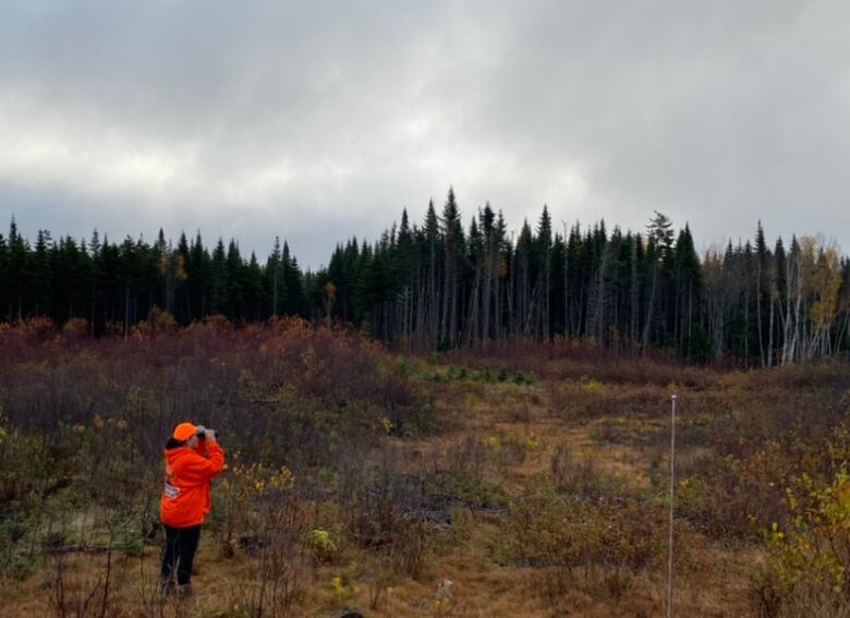 A woman stands in a wide clearing, using binoculars to search for moose on the outskirts of the woods. 