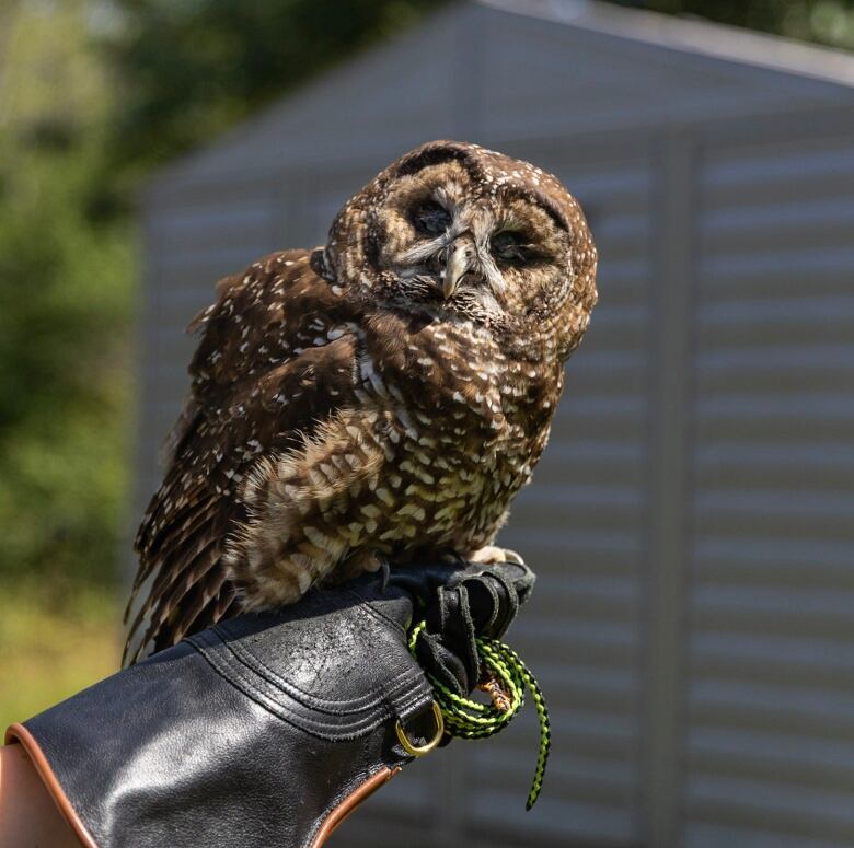 A large owl perched on a person's gloved arm looks into the camera.