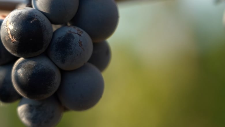 A close up shot of round purple grapes