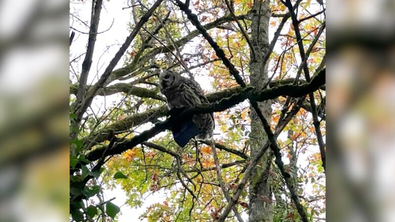 An owl sits in a tree holding a hat in its talons.