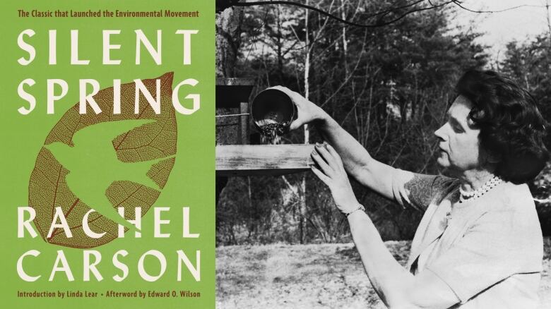 A photo composite of the book cover of Silent Spring, with an image of author Rachel Carson.