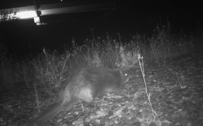 A beaver spotted by wildlife cameras near the Southwest Ring Road bridge.