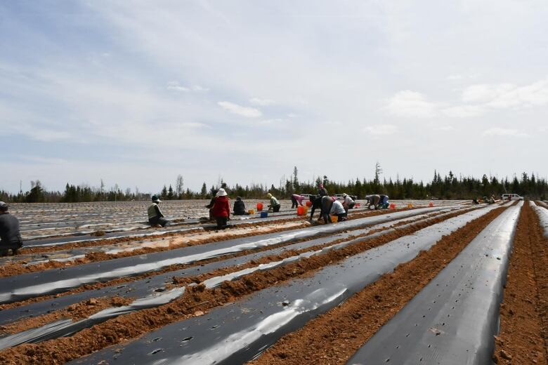 Workers standing in the rows of a strawberry farm