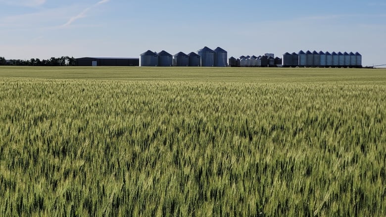 A low angle of a green farmer's field, ripe with crops. A row of silos can be seen in the distance.