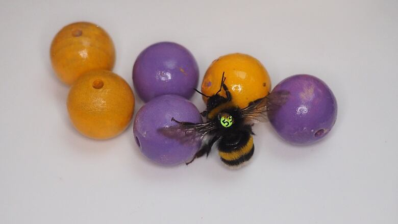 A bumblebee hovers over a pile of six small orange and purple balls. The bee has a little yellow circular sticker on its back with the number 53.