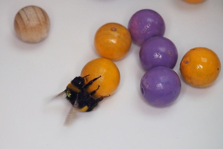 A bumblebee with its legs attached to a small orange ball among a pile of yellow and purple balls. 