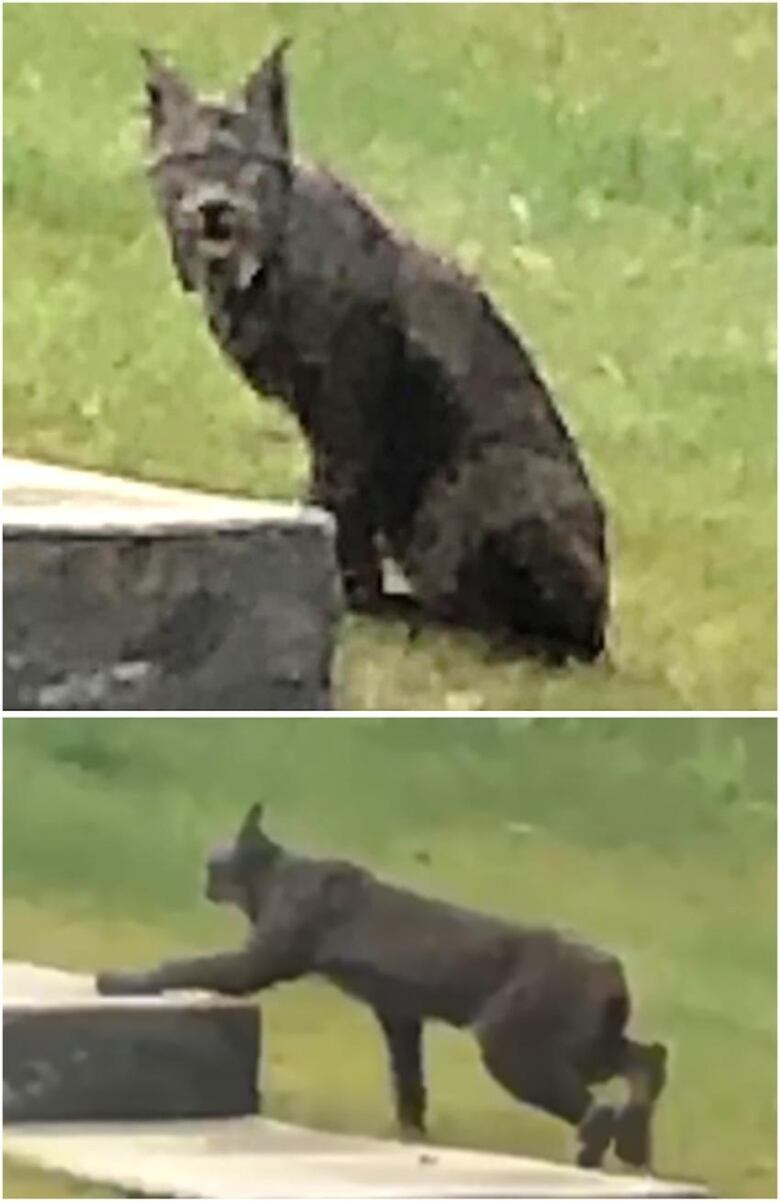 Two low resolution images stiched together shower a rare dark coloured lynx.