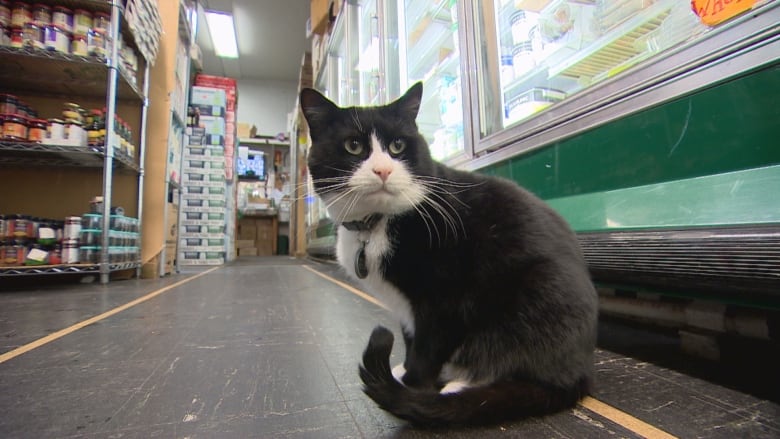 A black and white cat crouches next to a freezer in the aisle of a grocery store.