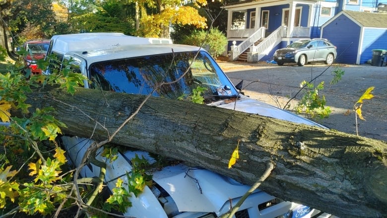 A slender tree drapes over a car whose hood is shattered.