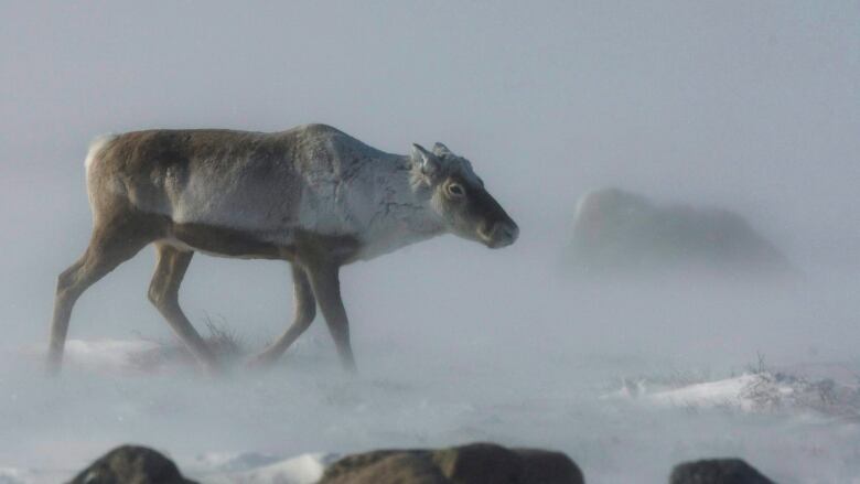 A caribou walks on the snowy tundra.