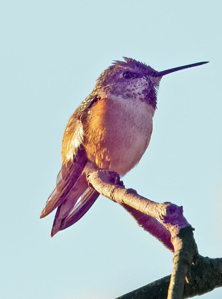 An orange hummingbird perches on a branch.