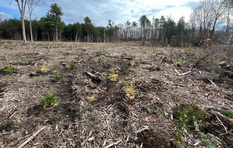 A large clearing in a forest.