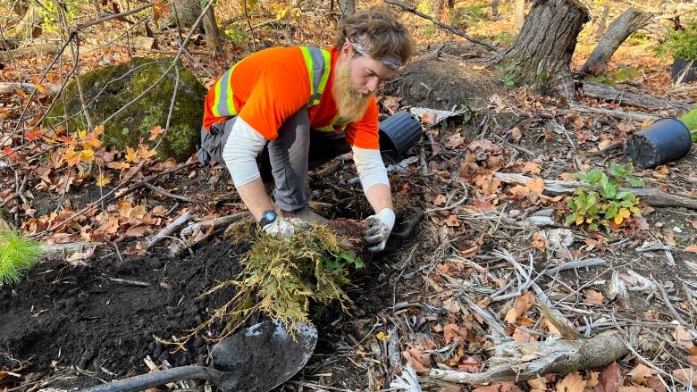 A man plants a tree.