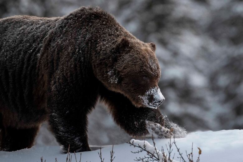 A close up photo of a grizzly bear, with his snout covered in snow.