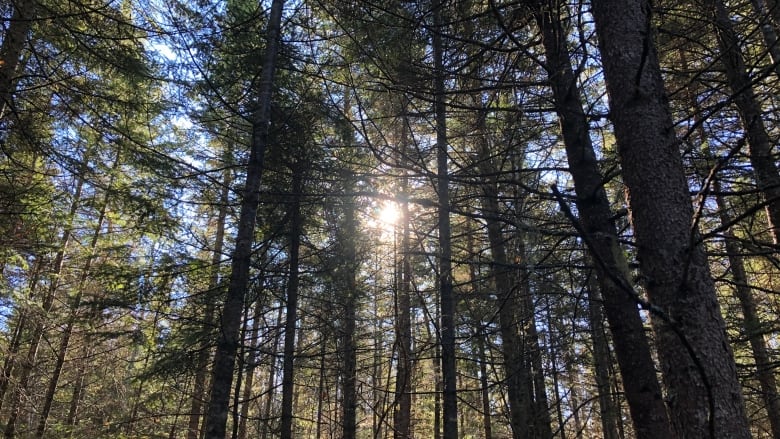 he sun shines through a stand of spruce and fir trees.