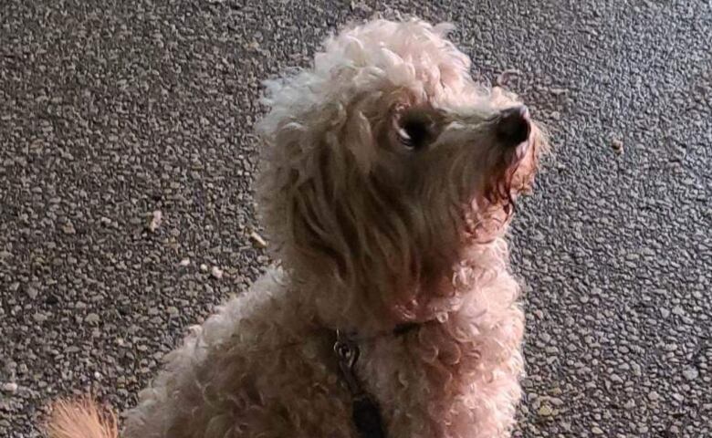 A small dog with tawny fur sits and stares upward.